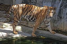 Tiger Zoo Si Racha IMG_1339.JPG
